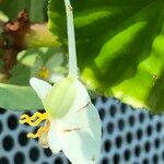 Begonia convolvulacea Fruit