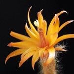 Matucana intertexta Flower
