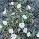 Eulobus californicus Flower