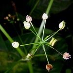 Spananthe paniculata Egyéb