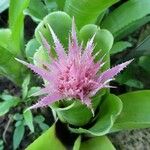 Aechmea fasciata 花