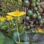 Waldsteinia ternata Flower