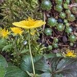 Waldsteinia ternata Çiçek