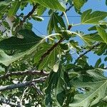 Ficus carica Агульны выгляд