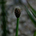 Eleocharis ovata Fruit