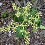 Cyphostemma hypoleucum Flower