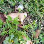 Ageratum conyzoides Лист