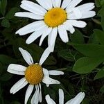 Anthemis cotula Flower