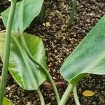 Philodendron renauxii Habit