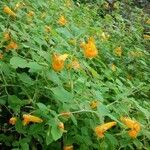 Impatiens capensis Fleur