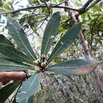 Semecarpus poyaensis Blad