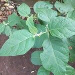 Solanum torvum Leaf