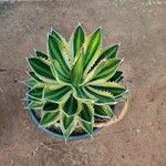 Agave lophantha Листок