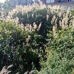 Aesculus parviflora Hábito