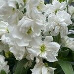 Matthiola incana Flor