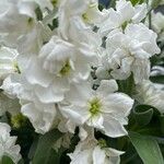 Matthiola incana Flower