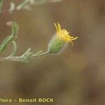 Pulicaria sicula Flower