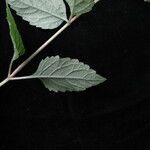 Phryma oblongifolia অভ্যাস