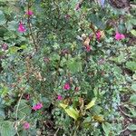 Fuchsia microphylla অভ্যাস