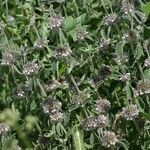 Marrubium supinum Fula