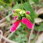 Salvia oxyphora Flor