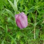 Fritillaria tubaeformis Õis