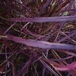 Pennisetum setaceum Folha