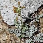 Artemisia glacialis List