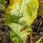 Rumex aquaticus Levél