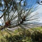 Pinus coulteri Hoja