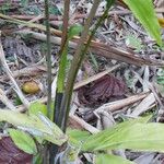 Wallichia oblongifolia Corteza
