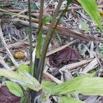 Wallichia oblongifolia Rinde