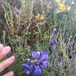 Polygala microphylla Fiore