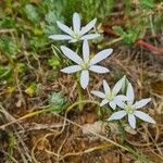 Ornithogalum gussonei Flower