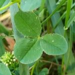 Trifolium nigrescens Blatt