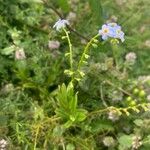 Myosotis scorpioidesКвітка