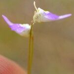 Utricularia pentadactyla Virág