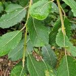 Salix aurita Hábito