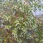 Baccharis dracunculifolia Floare