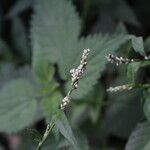 Persicaria mitis പുഷ്പം