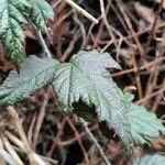 Rubus ursinus Leaf