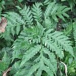 Tectaria angelicifolia Leaf