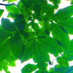 Carya ovata Leaf