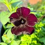 Petunia hybrida Blomma