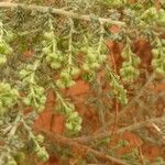 Artemisia herba-alba Fleur