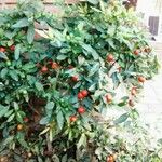 Solanum pseudocapsicum Плід