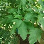 Acer pseudoplatanus পাতা
