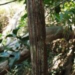 Ventilago neocaledonica 樹皮