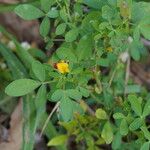 Crotalaria goreensis Habit