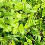 Vigna vexillata 整株植物